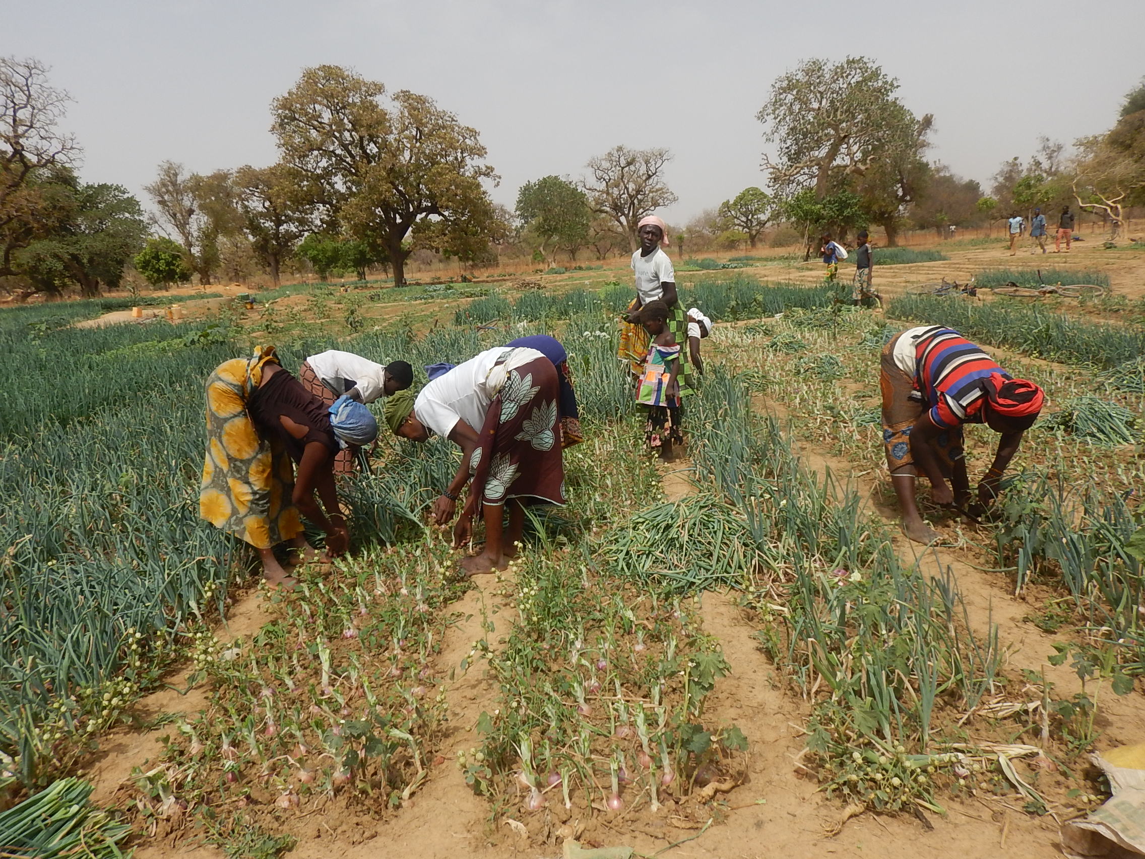 Paga la panga – La donna è la forza